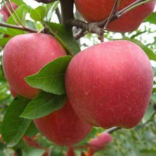 KANAYA Apple Seed