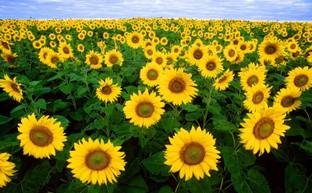 Arshiayat Suryamukhi Seeds 10 Seed