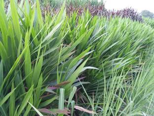 seedito Super Napier/Pakchong-1 OriginalThailandGenetic hybrid fodder grass slips Seed Seed
