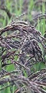 sbseeds BLACK RICE Paddy Seed 1KG Seed