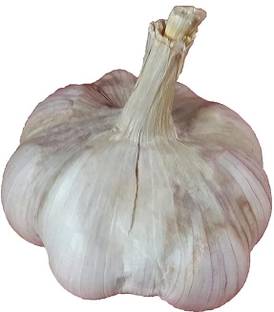 Aywal Garlic Seed