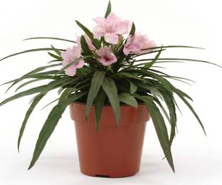 CYBEXIS Pink Mexican Petunia Seeds Seed