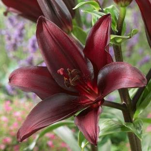 Greenlive traders ASIATIC LILLY BULBS Seed