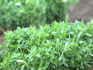 GEZ Sugar Thulasi/Stevia Plant Seed