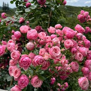 WILLVINE Rose “Pomponella“ Pink Climbing Rose Seed