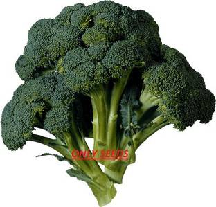 AK AGRO HYBRID SEEDS Brockley Seed