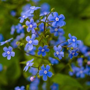 Biosnyg Myosotis Flower Sylvatica Forget Me Not-[50 Seeds] Seed