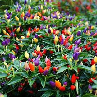 Aywal Ornamental Chilly (Capsicum) Choice Flower Seed