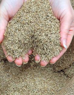 BDSresolve American grass seeds for lawn PACK OF 3026 Seed