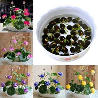 GROW-N-KNOW Lotus Mix Flower Seeds (Pack Of 20 Seeds) - All Mix Colors Seed