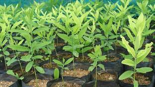 BDSresolve White sandalwood seeds for plantation/White chandan seed 13 Seed