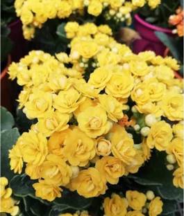SHYAM Yellow Kalanchoe Flower Plant Seed