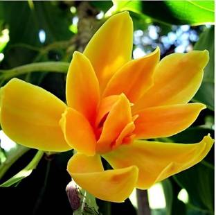 MAHAMAYA A TO Z Golden Champa flower, Kath chapa, Magnolia champaca, Chanpaca Flower live plant Seed
