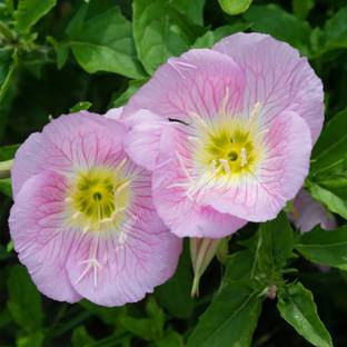 Biosnyg Evening Primrose Wildflower Gardening Seeds-[50 Seeds] Seed