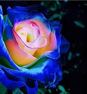 ACMS Rare Blue Pink Roses Plant Seeds Balcony Garden Potted Rose Flowers Seed Seed