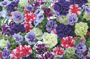 WHADE Petunia-frills-spills-mixed Seed