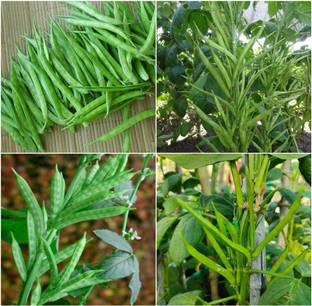 EcoFusion Cluster beans vegetable seeds Seed