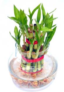 Nema Lucky Bamboo Seed