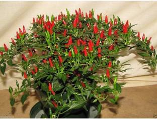 Qualtivate XXX-1A Small Thai Chilli Hot Pepper Seed
