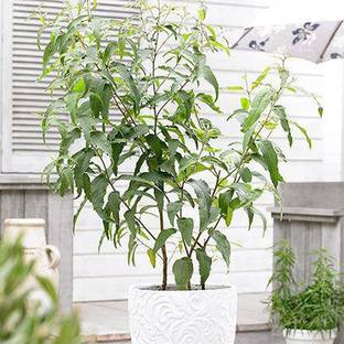 CYBEXIS Lemon Eucalyptus Houseplant Seeds -50 Seeds Seed