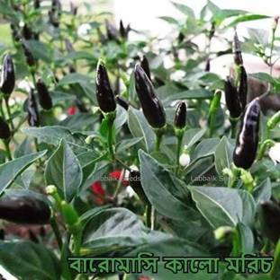 SREE Black Chilli, Black Mirchi Seed