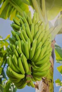 SHYAM Kacha BANANA Plant. Seed
