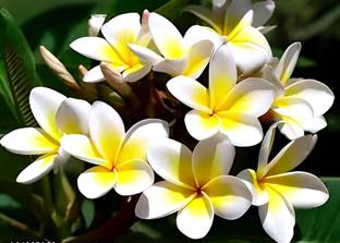 SHYAM 1Healthy Yellow Mixed White''Kalgolap Flower''/Champa/plumeria Tree Plant Seed