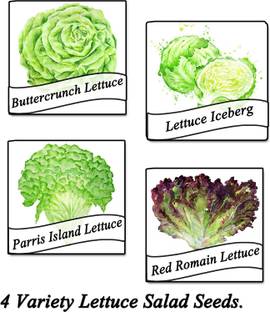 CYBEXIS Leaf Lettuce, Iceberg Lettuce, Romaine Lettuce, Arugula(4 Varieties) Seed