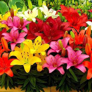 zabbus Asiatic Lily Mixed Flower Bulbs Imported Flower Bulbs for Winter Season Seed