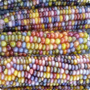 VibeX XLL-69 - Multi Colored Translucent Rainbow Flint Corn - (750 Seeds) Seed