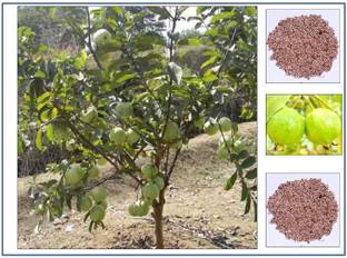 ActrovaX Amrut Fruit - Giant Guava Fruit - Dwarf Plant Fruit [100 Seeds] Seed