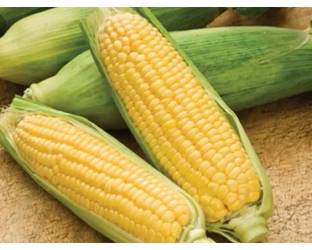 CEZIUS मकई ,भुट्टा (कॉर्न) Sweet Corn Bhutta Plant Seed