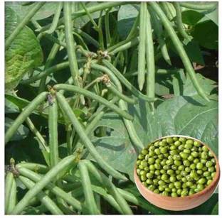 Peau Mung Beans Seed