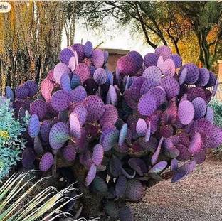 RRNURSERY Purple Prickly Pear Santa Rita Seed