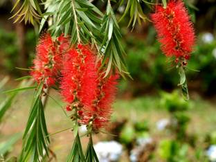 Greenwill Bottle Brush Plant Seeds Seed