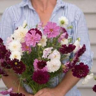 CYBEXIS PAU-79 - Double Click Mix Cosmos (Cosmos bipinnatus) - (30 Seeds) Seed