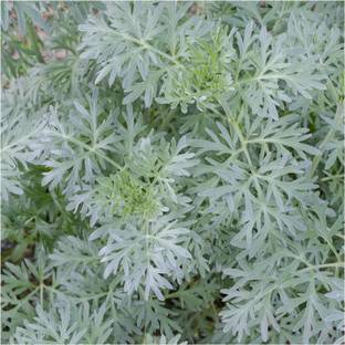 Biosnyg XCO-8 Wormwood Herb (Artemisia Absinthium)-[800 Seeds] Seed