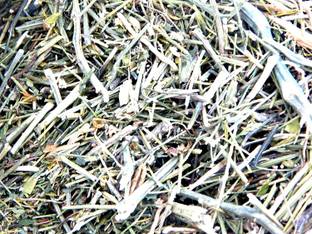 Urancia Green chiretta Kalamegha Andrographis paniculata Dried 100gm Seed