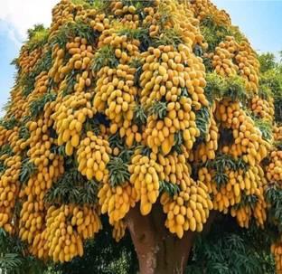 HYBRID 1pcs mango plant seeds Highest yield and early fruiting vest fruits Seed