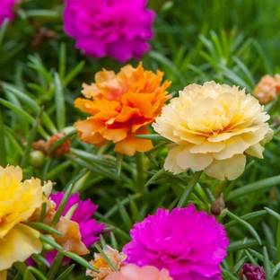 BDSresolve Original Portulaca flower seeds/Portulaca seeds 59 Seed