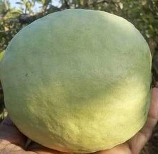 Aywal Red Guava/Amrud/Amrood Fruit Seed