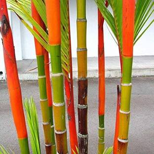 wequality red bamboo seeds for garden/bamboo seeds 49 Seed