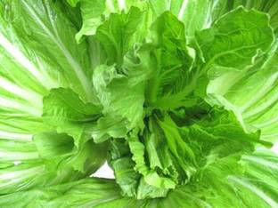 Qualtivate XXX-8A Chinese Mustard/GAI Choi Seed