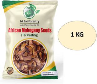 SRI SAI FORESTRY Mahogany Tree Seeds, African Mahogany Seed