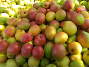 KANAYA Apple Fruit Hybrid Seed