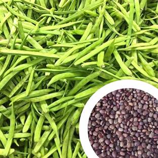 SUAA Cluster Beans (Guar / Gawar) Seed