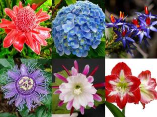 NooElec Seeds India Flower Seeds Combo - 6 Exotic Flower Varieties Seeds For Gardening Seed