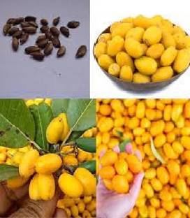 the green dotcom Khirni fruit seeds, Mimusops Hexandra seeds Seed
