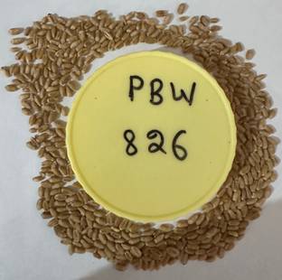 Sant Seeds LLP Wheat Seeds PBW 826 for Agriculture & Farming Kanak Kheti Seed