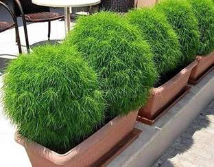 BDSresolve kochia seeds hybrid Seed